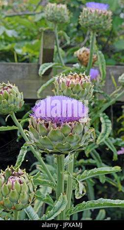Globe Artichoke plants ( Cynara scolymus ) flowering in high summer UK Stock Photo