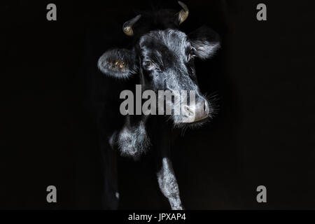 Black cow against black background looking into the sun. Stock Photo