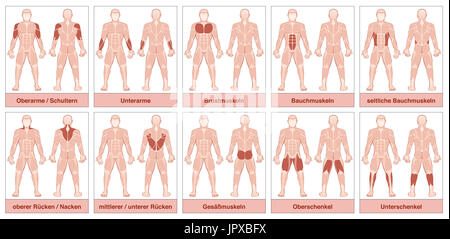 Muscle chart with german names - male body with the largest human muscles, divided into ten labeled cards with names. Stock Photo
