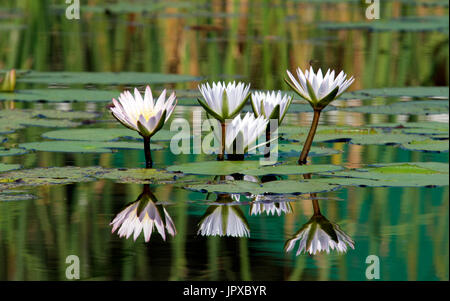 Pink and white water lilies Mpumalanga South Africa Stock Photo