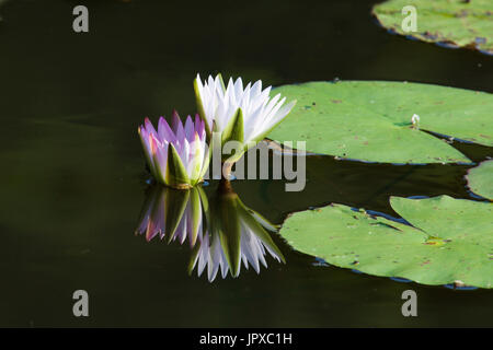 Pink and white water lily Mpumalanga South Africa Stock Photo