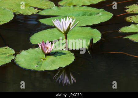 White and pink water lily Mpumalanga South Africa Stock Photo