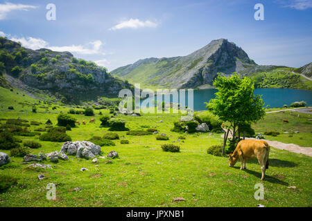 Cows herding on the meadow near Covadonga lakes in Spain in summer sunny day Stock Photo