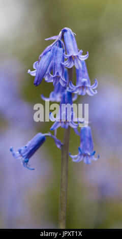 Blue Bells at Lynford Hall Stock Photo
