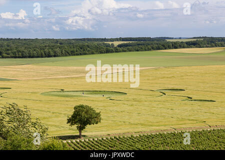 France, Cher (18), région du sancerrois, Veaugues, Le Briou, crops circles ou cercles de culture dans un champ d'orge apparus dans la nuit du jeudi 1e Stock Photo