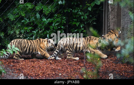 Hamburg, Germany. 3rd August, 2017. Four baby Siberian tigers explore their new home for the first time in the zoo 'Tierpark Hagenbeck' in Hamburg, 3 August 2017. The Siberian tiger 'Maroushka' had given birth to two female and two male babies on 15 June 2017. Maroushka herself had been born in Novosibirsk, Russia, in 2011; father 'Yasha' had been born in Sweden and lives in Hagenbeck since 2016. Photo: Christian Charisius/dpa/Alamy Live News Stock Photo