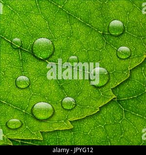 Vector water drops on green leaf macro background. eco concept. eps10 Stock Vector