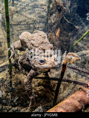 Toadspawn,toads lay long strings of eggs - a bit like a pearl  necklace,Reptiles & Amphibians,Common Toad,The Spawn Survey Stock Photo -  Alamy