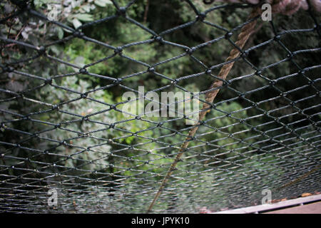 Taman Negara canopy walk Stock Photo