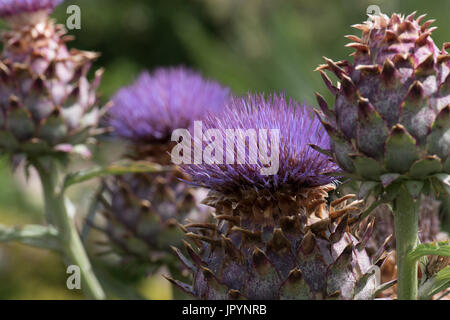 The giant thistle, Cynara cardunculus, also known as the Cardoon. Stock Photo