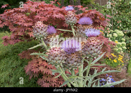 The giant thistle, Cynara cardunculus, also known as the Cardoon. Stock Photo