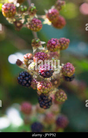blackberries ( Rosaceae family, rubus genus),brambles at various stages of ripeness or ripening. Stock Photo