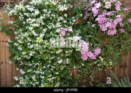 Star Jasmine, Trachelospermum jasminoides, with lilac clematis Stock Photo