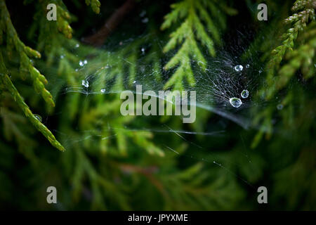 Drops of water on a spider's web on green foliage Stock Photo