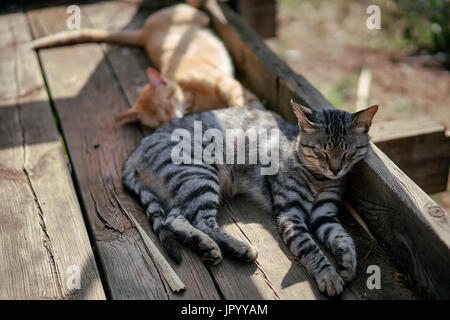 Two cats asleep in the sun on a wooden boardwalk by the beach Stock Photo