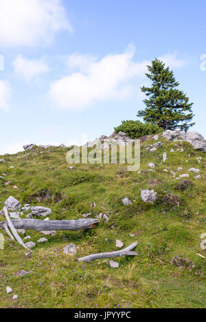 Single pine tree in mountains on horizon, Alpine landscape, Slovenia, Velika planina pasture Stock Photo