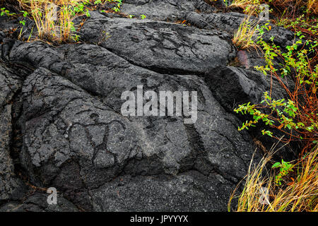 HI00255-00...HAWAI'I - Pu'u Loa Petroglyphs along the Chain Of Craters Road in Hawai'i Volcanoes National Park on the island of Hawai'i. Stock Photo