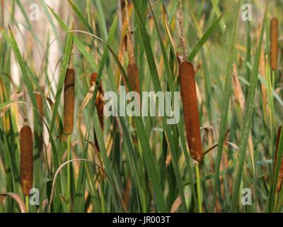 Cat tails covered in dew with morning sunshine Stock Photo
