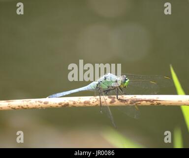 Green and blue dragonfly resting on brown twig Stock Photo