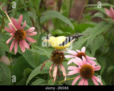 Brilliant goldfinch perched on pink cone flower Stock Photo