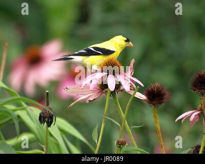 Brilliant goldfinch perched on pink cone flower Stock Photo