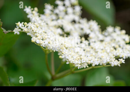 Elderflowers Sambucus nigra Stock Photo