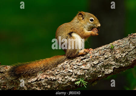 A Red Squirrel ( Tamiasciurus hudsonicus ); sitting on a tree branch holding a spruce cone between his paws. Stock Photo