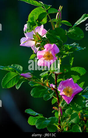 A vertical image of a wild rose bush on a dark background in rural Alberta Canada Stock Photo