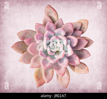 succulents on antique cracked paper texture Stock Photo