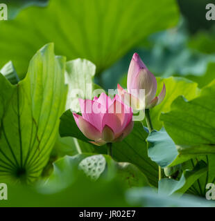 blooming lotus flower Stock Photo