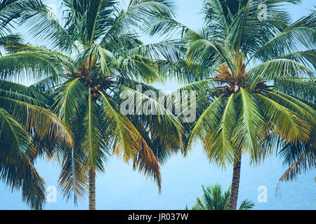 Coconut trees on a nice sunny day Stock Photo