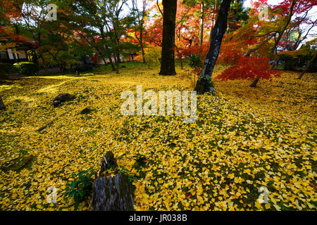 Beautiful golden yellow ginkgo leaves fallen on green grass during autumn in Kyoto, Japan Stock Photo