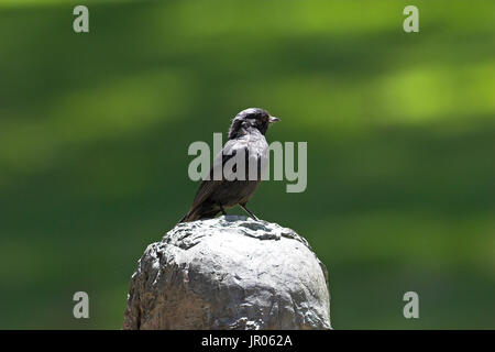 Southern black flycatcher Melaenornis pammelaina Durban Botanical Garden South Africa Stock Photo