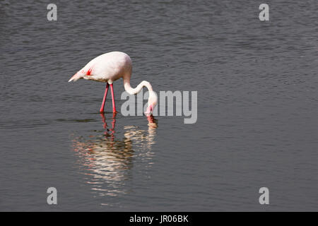 Greater flamingo Phoenicopterus ruber feeding Reserve Naturel Camargue France Stock Photo