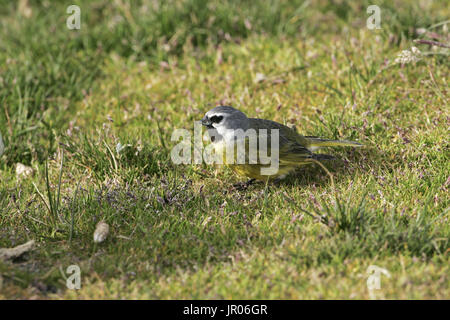 White-bridled finch Melanodera melanodera melanodera male feeding in grassland Falkland Islands Stock Photo