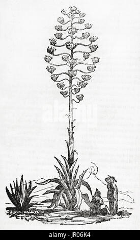 Old illustration of Agave in bloom (Agave americana). By unidentified author, published on Magasin Pittoresque, Paris, 1833. Stock Photo