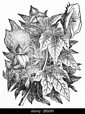 Old illustration of  Cotton: leaves, flowers and fruits. By unidentified author, published on Magasin Pittoresque, 1833. Stock Photo