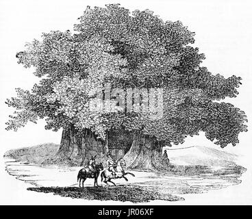 Old illustration of Hundred Horse Chestnut, the oldest and biggest chestnut tree in the world, eastern slope of Mount Etna, Sicily. By unidentified au Stock Photo