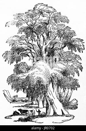 Old illustration of Mahogany treee. By unidentified author, published on Magasin Pittoresque, Paris, 1833.