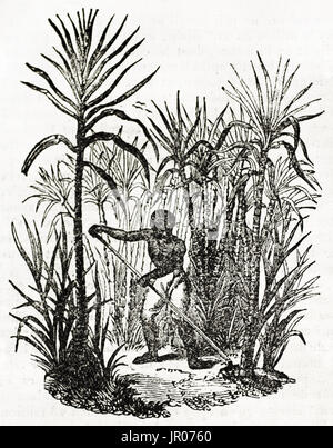 Old illustration of sugarcane cultivation. By unidentified author, published on Magasin Pittoresque, Paris, 1833. Stock Photo