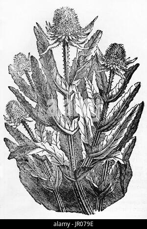 Old illustration of Wild Teasel (Dipsacus fullonum). By unidentified author, published on Magasin Pittoresque, Paris, 1833.