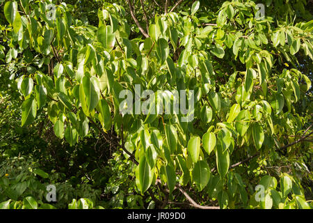 Manchineel Tree (Hippomane mancinella) is one of the most dangerous and toxic trees in the world. Martinique / West Indies Stock Photo