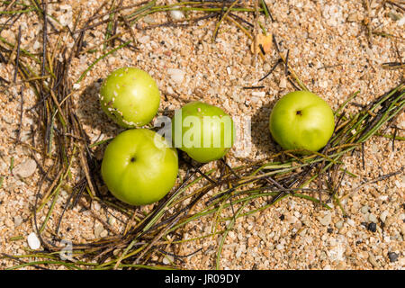Manchineel apples on sand. Manchineel Tree (Hippomane mancinella) is one of the most dangerous and toxic trees in the world. Martinique / West Indies Stock Photo