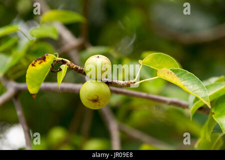 Manchineel Tree (Hippomane mancinella) is one of the most dangerous and toxic trees in the world. Martinique / West Indies Stock Photo