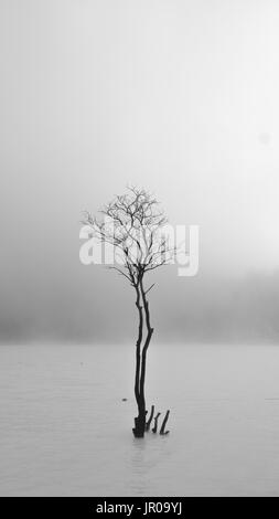 Dead tree in the middle of a lake made of inactive volcano crater, Kawah Putih, Bandung Stock Photo