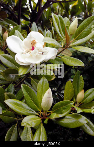 Spectacular Magnolia grandiflora evergreen tree in flower Stock Photo
