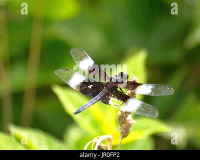Dragonfly in flight Stock Photo