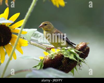 Goldfinch perched on sunflower stalk eating seeds Stock Photo