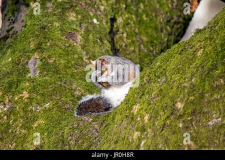 Squirrel sitting on a tree washing his face & whiskers