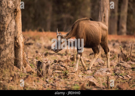 Young Indian Gaur (Bos Gaurus) Walks Past Tree Stump; Chandrapur, Maharashtra, India Stock Photo